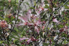 Calliandra conferta