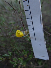 Helianthemum stipulatum