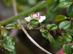 Cotoneaster integrifolius