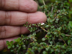 Cotoneaster integrifolius