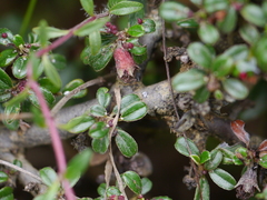 Cotoneaster integrifolius