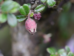 Cotoneaster integrifolius