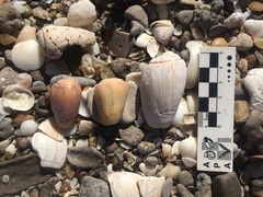 Olivancillaria urceus