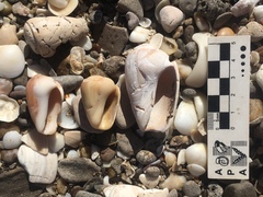 Olivancillaria urceus
