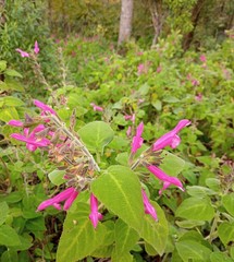 Salvia dorisiana