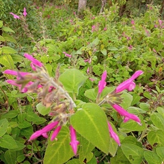 Salvia dorisiana