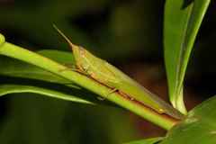 Stenacris xanthochlora