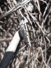 Ectinogonia buquetii