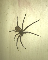 Heteropoda venatoria