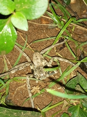 Palystes superciliosus
