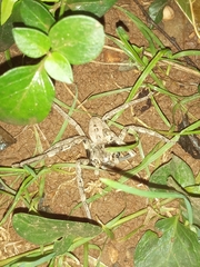 Palystes superciliosus