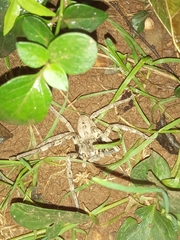Palystes superciliosus