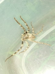 Palystes superciliosus