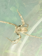 Palystes superciliosus