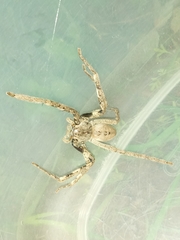 Palystes superciliosus