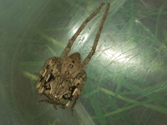 Palystes superciliosus