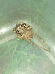Palystes superciliosus