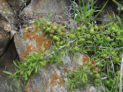 Rhamnus tortuosa