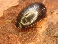 Platydema violacea