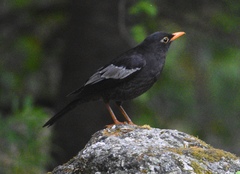 Turdus boulboul