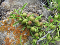 Rhamnus tortuosa