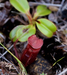 Nepenthes villosa