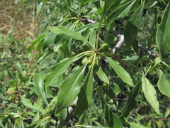 Rhamnus × spathulifolia