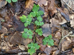 Ranunculus neapolitanus