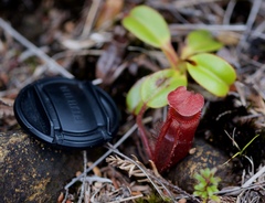 Nepenthes villosa