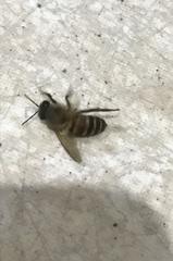 Apis cerana