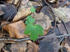 Ranunculus neapolitanus