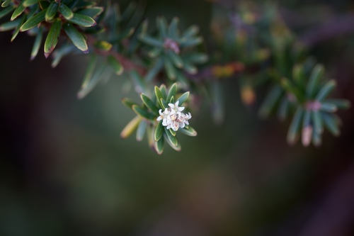 Acrothamnus suaveolens (Acrothamnus suaveolens)