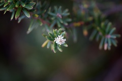 Acrothamnus suaveolens