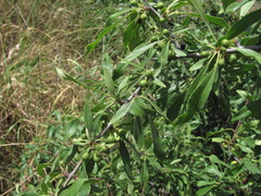 Rhamnus × spathulifolia