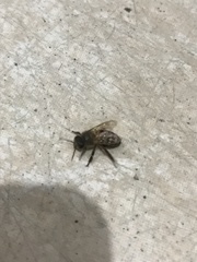 Apis cerana