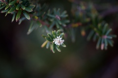 Acrothamnus suaveolens