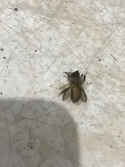 Apis cerana