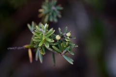 Acrothamnus suaveolens