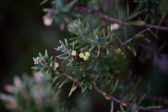 Acrothamnus suaveolens