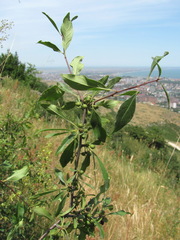 Rhamnus × spathulifolia