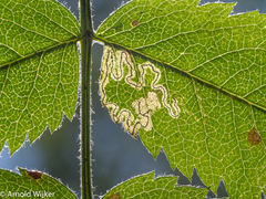 Stigmella magdalenae