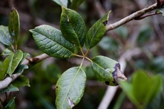 Schefflera