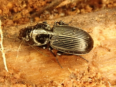 Pterostichus aethiops