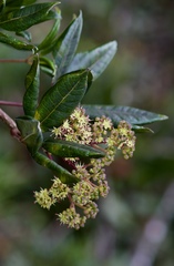 Schefflera