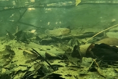 Stigmatogobius sadanundio