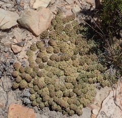 Euphorbia willowmorensis