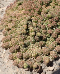 Euphorbia willowmorensis