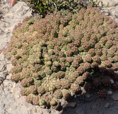 Euphorbia willowmorensis