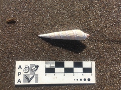 Duplicaria gemmulata