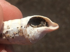 Duplicaria gemmulata